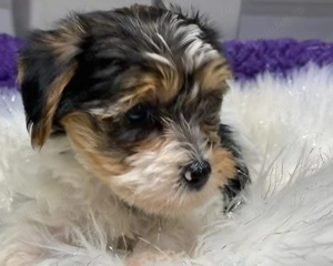 Yorkshire terrier fetite și baietei - imagine 5