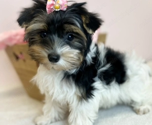 Yorkshire terrier fetite și baietei - imagine 2