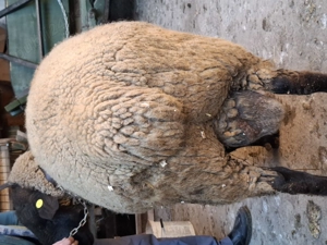 Vand berbec sufolk - imagine 3