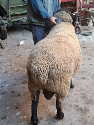 Vand berbec sufolk - imagine 4