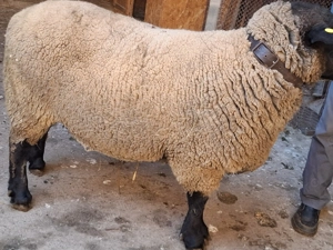 Vand berbec sufolk - imagine 2