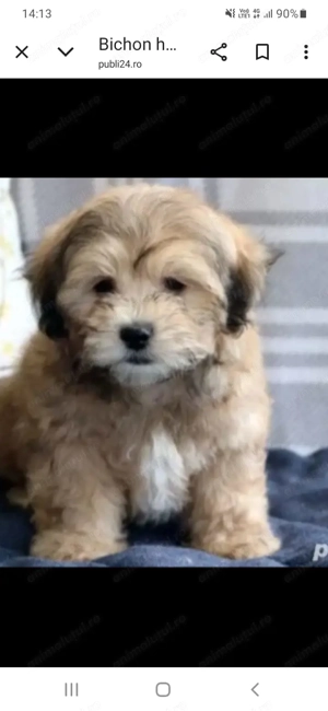 Bichon havanez fetițe și baietei - imagine 5