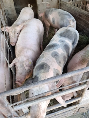 Grasuni pentru consum - imagine 2