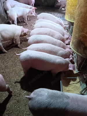 Purcei De Rasă 20-40 kg - imagine 4