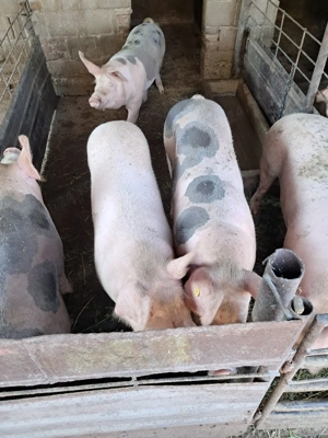 Grasuni pentru consum - imagine 3