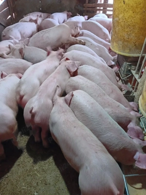 Purcei De Rasă 20-40 kg - imagine 2