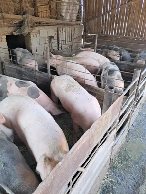 Grasuni pentru consum - imagine 5