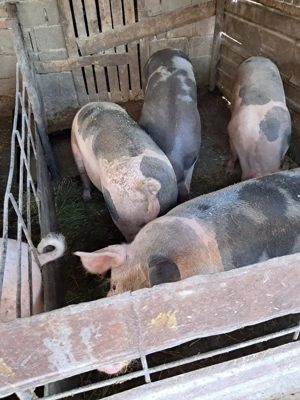 Grasuni pentru consum