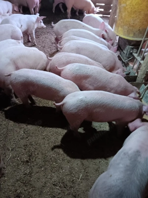 Purcei De Rasă 20-40 kg - imagine 3