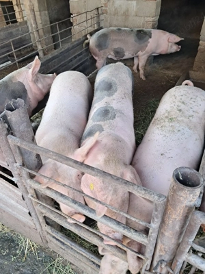 Grasuni pentru consum - imagine 4