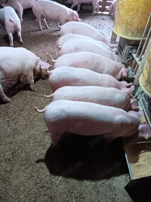 Purcei De Rasă 20-40 kg - imagine 5