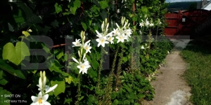  Casă de vânzare în comuna Homorod – liniște, confort și natură  - imagine 17