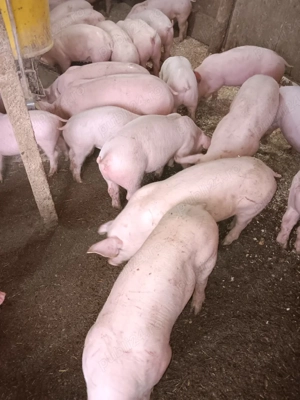 Purcei De Rasă  - imagine 2