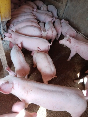 Purcei De Rasă  - imagine 3