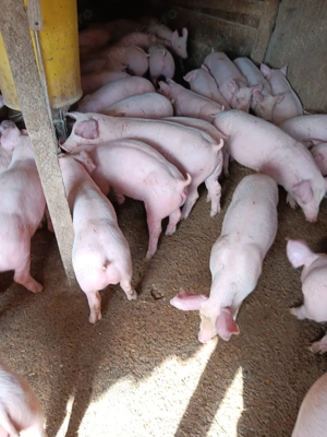 Purcei De Rasă  - imagine 4