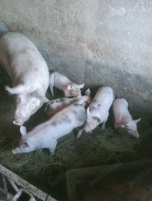 vând purceii pietrain de 8 săptămâni  - imagine 4