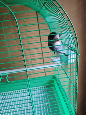 Vând agaporis  - imagine 4