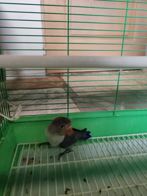 Vând agaporis  - imagine 2