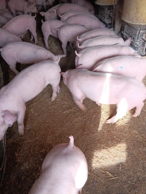 Purcei De Rasă 20-40 kg  - imagine 4