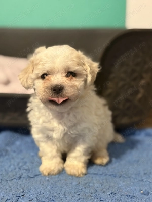 Vând Pui Bichon maltez  - imagine 4