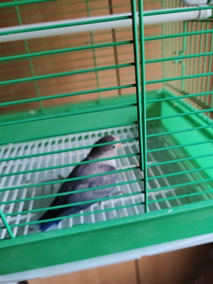 Vând agaporis  - imagine 3