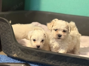 Vând Pui Bichon maltez  - imagine 3