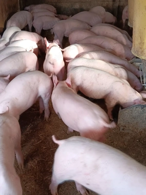 Purcei De Rasă 20-40 kg 