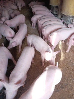 Purcei De Rasă 20-40 kg  - imagine 3