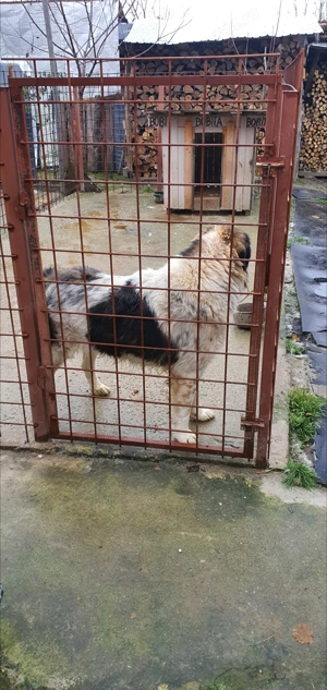 Ciobănesc de Bucovina  - imagine 3