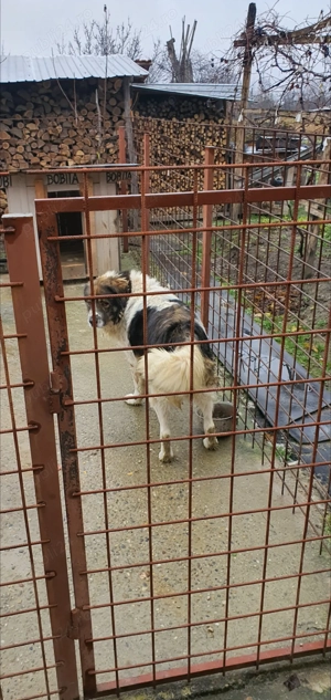 Ciobănesc de Bucovina  - imagine 4