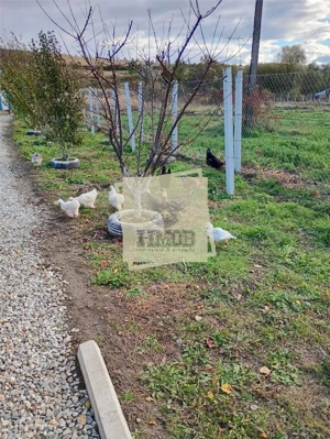 Teren cu apa si curent 700 mp in Sura Mare