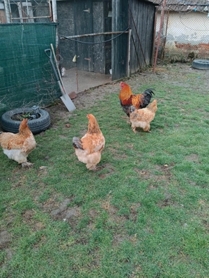 Găini tinere din 2025 - imagine 3