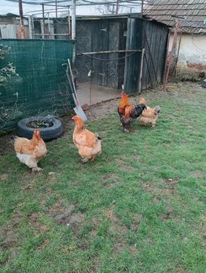 Găini tinere din 2025 - imagine 2