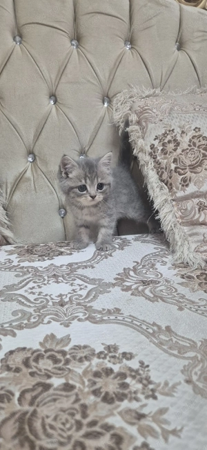 pisici british shorthair  - imagine 4