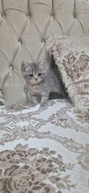 pisici british shorthair  - imagine 2