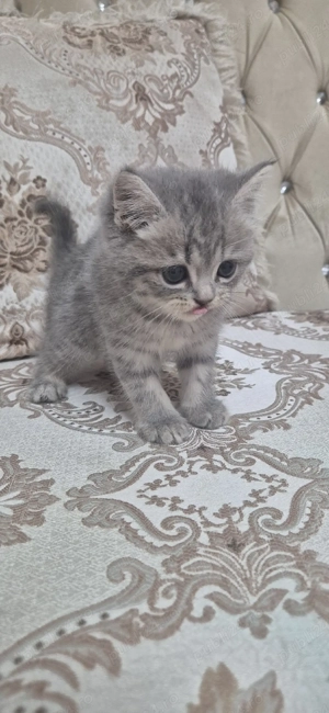 pisici british shorthair  - imagine 3