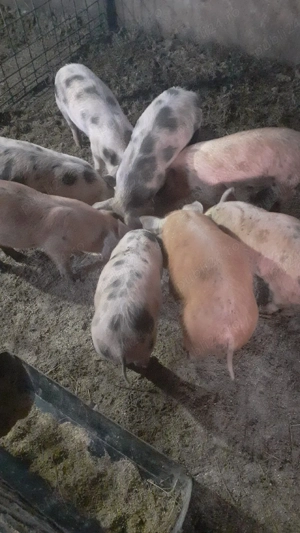 vand purcei - imagine 2