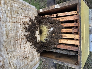 Vând familii de albine 