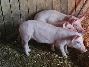 vând 3 purcei de 13 săptămâni rasa de carne 2 mascul o scrofite 