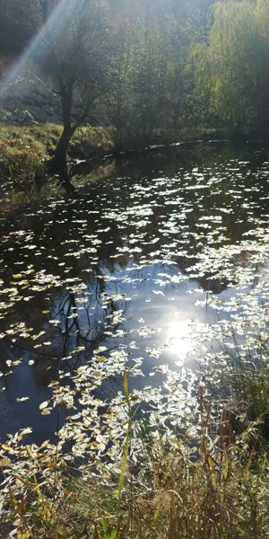 Proprietar - Vand sau Schimb - Casa si teren in Preluca Noua - Maramures - imagine 10