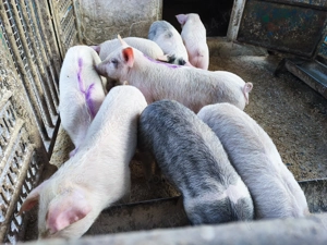 De vânzare, 9 săptămâni 