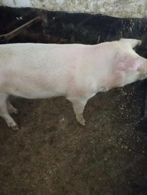 Porc de vânzare  - imagine 2