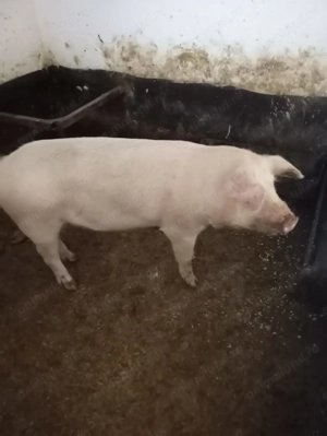 Porc de vânzare 