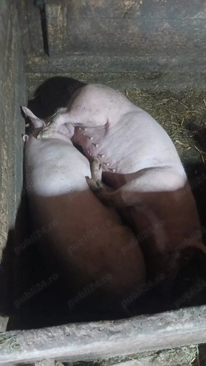 vand porci din loc. Bălăceana, jud Suceava  - imagine 2