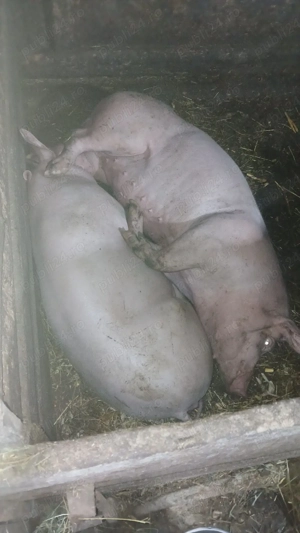 vand porci din loc. Bălăceana, jud Suceava  - imagine 5