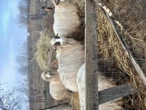 Oi de vanzare - imagine 3