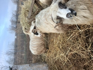 Oi de vanzare - imagine 2