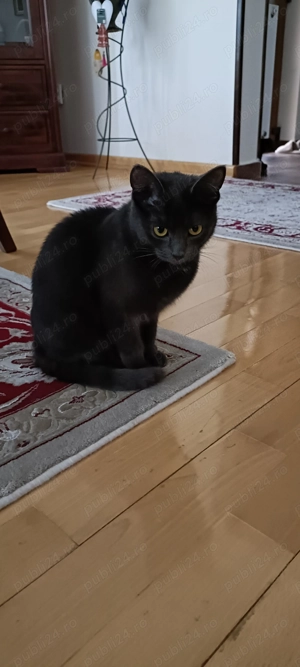 donez pisica - imagine 3