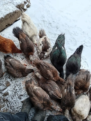 Vind păsări  - imagine 2