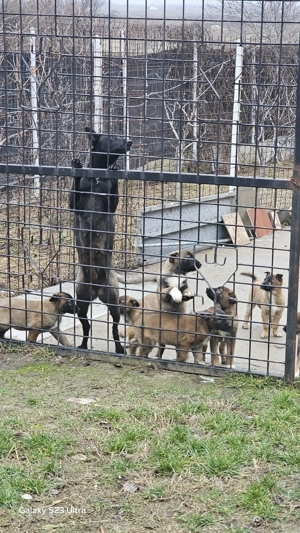 Donez - Vand 7 Cateluse frumoase de 2 luni - imagine 2